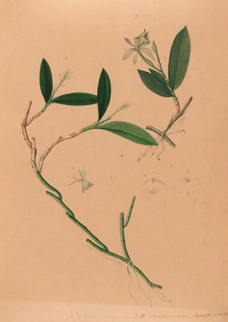 Joo Barbosa Rodrigues - Iconographie des orchidees du Bresil Pl34.webp