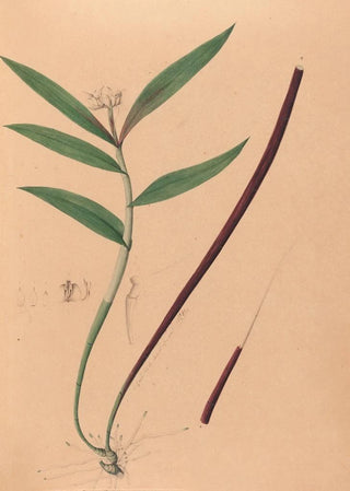 Joo Barbosa Rodrigues - Iconographie des orchidees du Bresil Pl36.webp
