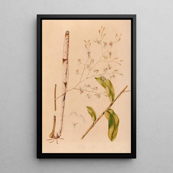 Joo Barbosa Rodrigues - Iconographie des orchidees du Bresil Pl38.webp