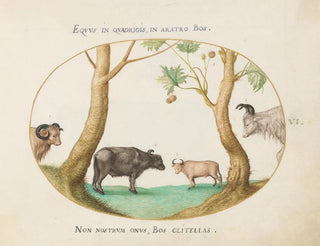 Joris Hoefnagel - A Variety of Oxen with a Ram and a Water Buffalo by a Plane Tree.webp