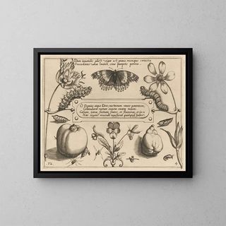 Joris Hoefnagel - Archetypa studiaque patris Georgii Hoefnagelii Pl42.webp
