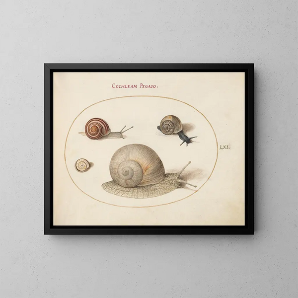 Quatre escargots - Joris Hoefnagel — inramlat konstverk på väggen