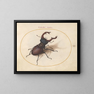 Joris Hoefnagel - Plate 05 Stag Beetle.webp