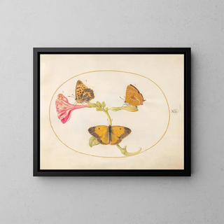 Plaque 10: Den bruna av håret, den silverfärgade fritillaria och den gula molniga fjärilen på en fyra-timmars blomma - Joris Hoefnagel — inramlat konstverk på väggen