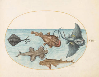 Joris Hoefnagel - Plate 13 Two Stingrays an Anglerfish a Monkfish and an Angel Shark.webp