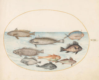Platine 19 En dammfisk och andra fiskar, inklusive två koracinis - Joris Hoefnagel — vy av konstverket
