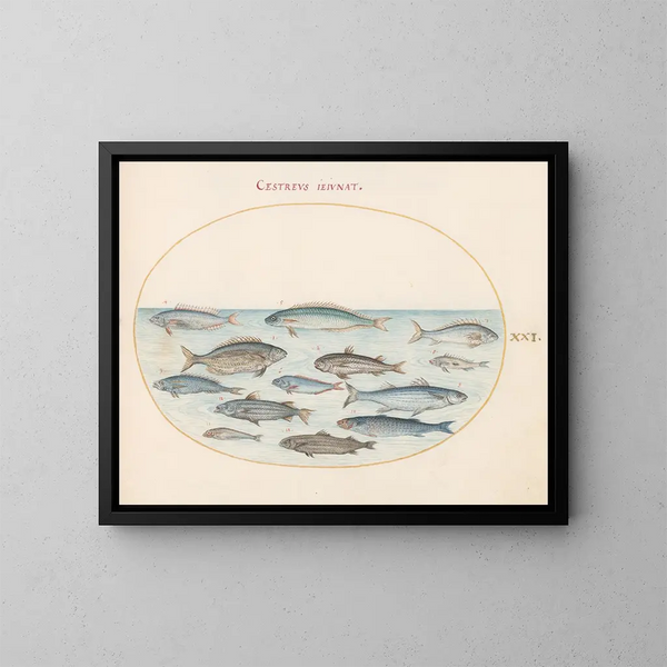 Planche 21: Morue et autres poissons - Joris Hoefnagel — inramlat konstverk på väggen