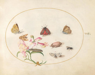 Platine 22: En cinnabarmott och en skalbagge med fjärilar, andra insekter och en varg - Joris Hoefnagel — vy av konstverket