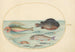 Planche 24 Grondin volant Hirondelle Lumpsucker mâle Poisson-trompette à longues épines et autres poissons - Joris Hoefnagel — vy av konstverket