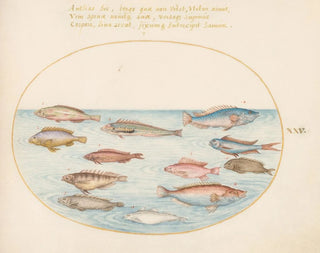 Planche 25: Medelhavs-bläckfisk, andra labrer, en fisk-stjärt med svan, flera anthias och andra fiskar - Joris Hoefnagel — vy av konstverket