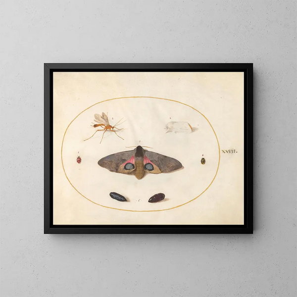 Platine 27 Un Sphinx à yeux, deux chrysalides et d'autres insectes - Joris Hoefnagel — inramlat konstverk på väggen