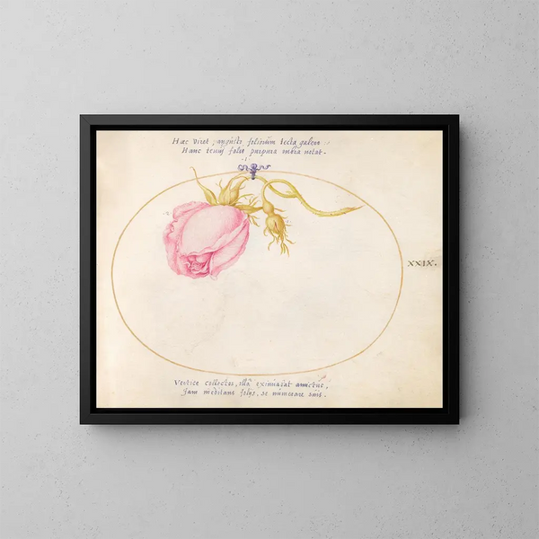 Platine 29 Rose ros och rosenknopp - Joris Hoefnagel — inramlat konstverk på väggen