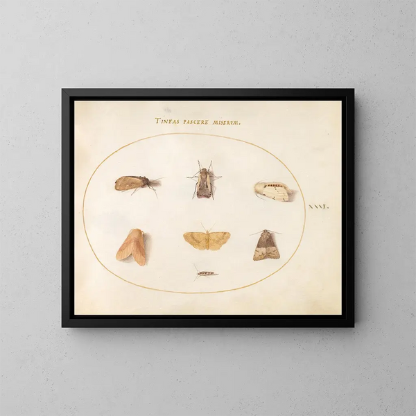 Platine 31 Sept papillons de nuit - Joris Hoefnagel — inramlat konstverk på väggen