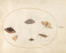 Platine 32 Six Papillons de Nuit - Joris Hoefnagel — vy av konstverket
