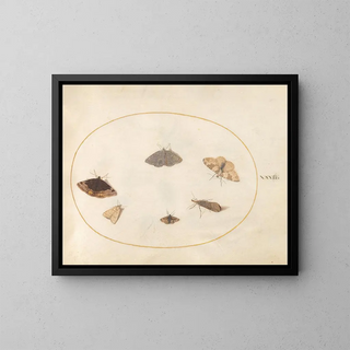 Platine 32 Six Papillons de Nuit - Joris Hoefnagel — inramlat konstverk på väggen
