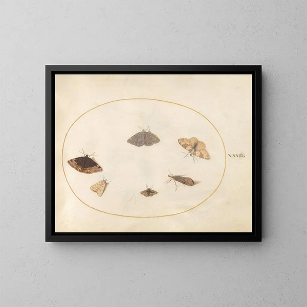 Platine 32 Six Papillons de Nuit - Joris Hoefnagel — inramlat konstverk på väggen