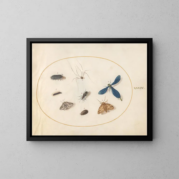 Planche 34 Två nattfjärilar med en spindel, en larv, en damselfly och andra insekter - Joris Hoefnagel — inramlat konstverk på väggen