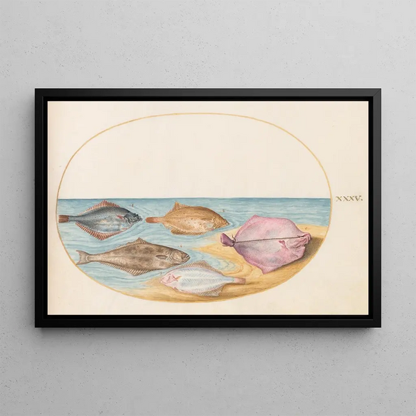 Planche 35 Les dessous du turbot et d'autres poissons plats - Joris Hoefnagel — inramlat konstverk på väggen