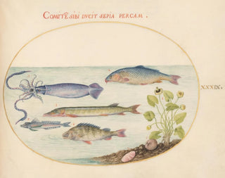 Joris Hoefnagel - Plate 39 Squid Gurnard Pike and Other Fish.webp