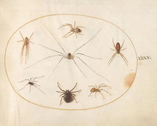 Platine 40 Huit araignées, inklusive en korsad spindel med en äggpåse - Joris Hoefnagel — vy av konstverket