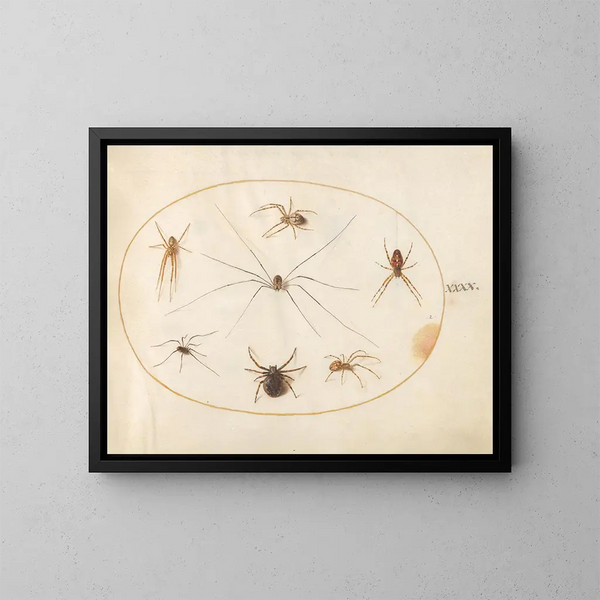 Platine 40 Huit araignées, inklusive en korsad spindel med en äggpåse - Joris Hoefnagel — inramlat konstverk på väggen