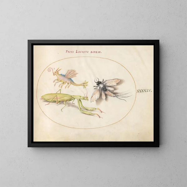 Platine 44 Mante, Éphémère et un Locuste Fictionnel - Joris Hoefnagel — inramlat konstverk på väggen