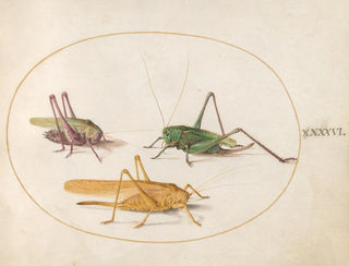 Joris Hoefnagel - Plate 46 Three Grasshoppers.webp