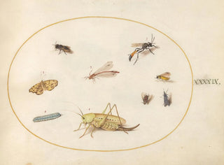 Växt 49 En gräshoppa, en larv, en fjäril, en nattfjäril och andra insekter - Joris Hoefnagel — vy av konstverket