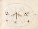 Platine 57 En nyckelpiga, en fluga och fyra andra insekter - Joris Hoefnagel — vy av konstverket