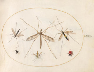 Platine 57 En nyckelpiga, en fluga och fyra andra insekter - Joris Hoefnagel — vy av konstverket