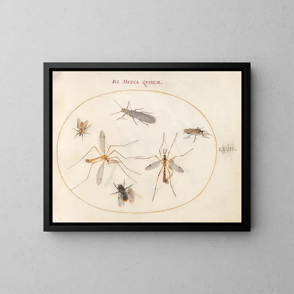 Platine 58 En bi och fem andra insekter - Joris Hoefnagel — inramlat konstverk på väggen