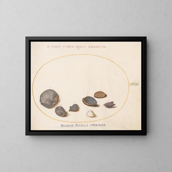 Platine 58 Skaldjur, inklusive abalone - Joris Hoefnagel — inramlat konstverk på väggen