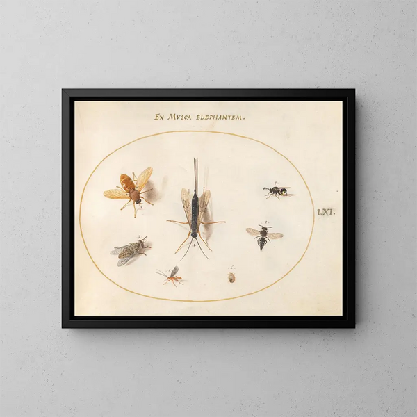 Platina 61 Sept insekter inklusive flugor - Joris Hoefnagel — inramlat konstverk på väggen