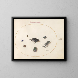 Platine 66 Två oljiga skalbaggar, en långhorning och fyra andra insekter - Joris Hoefnagel — inramlat konstverk på väggen