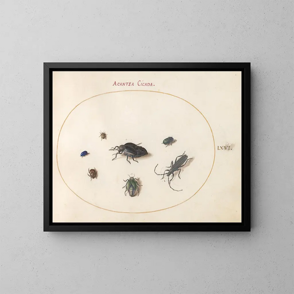 Platine 66 Två oljiga skalbaggar, en långhorning och fyra andra insekter - Joris Hoefnagel — inramlat konstverk på väggen