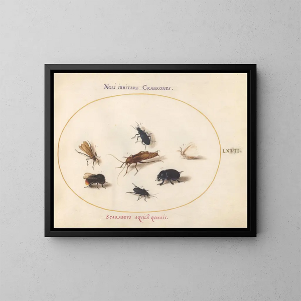 Platine 67 Sept insekter inklusive en vit fjäril och en bi - Joris Hoefnagel — inramlat konstverk på väggen