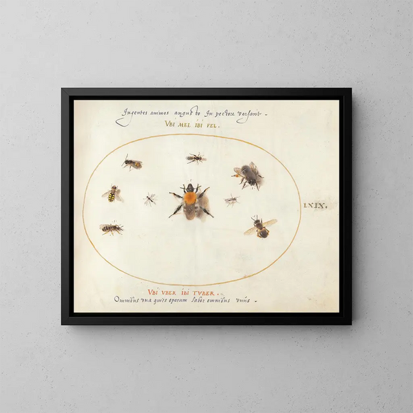 Platine 69 Nya bin och andra insekter - Joris Hoefnagel — inramlat konstverk på väggen