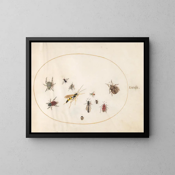 Platine 72: Sköldpaddespik, kanelkvalster, geting och andra insekter - Joris Hoefnagel — inramlat konstverk på väggen