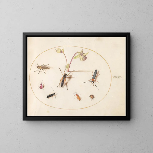 Växt 76 Insekter med en rosa och krämfärgad anemon - Joris Hoefnagel — inramlat konstverk på väggen