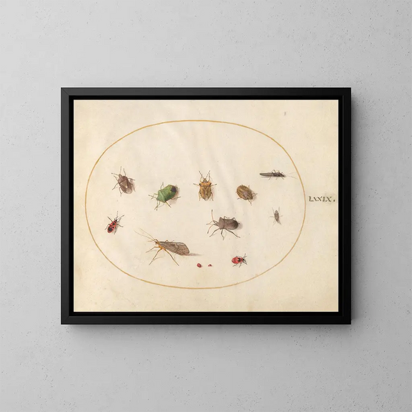 Platine 79 Tolv insekter inklusive skärmyggor - Joris Hoefnagel — inramlat konstverk på väggen