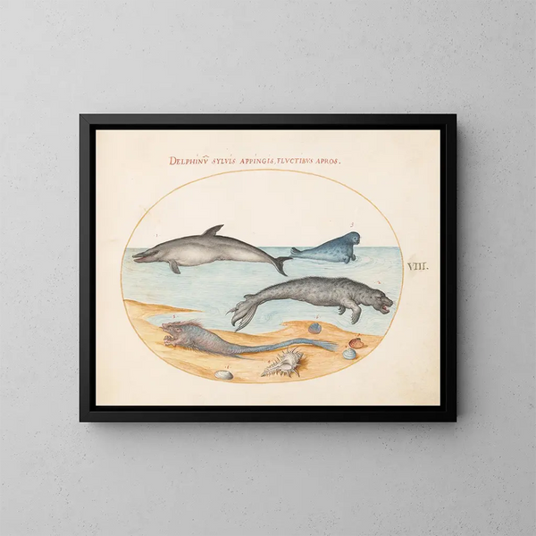 Platine 8: En delfin, två sälar, ett bréchet och snäckor - Joris Hoefnagel — inramlat konstverk på väggen