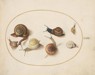 Sept escargots - Joris Hoefnagel — vy av konstverket