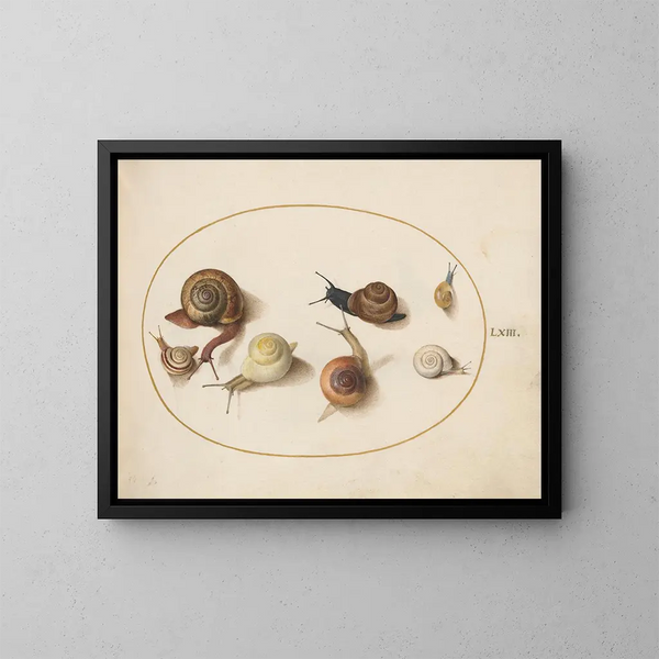 Sept escargots - Joris Hoefnagel — inramlat konstverk på väggen