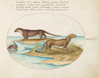 Joris Hoefnagel - Two Otters and a Beaver.webp
