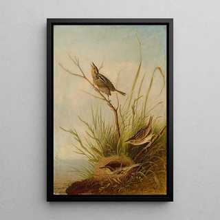 Joseph Bartholomew Kidd - SharpTailed Finch.webp