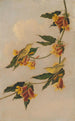 Paruline jaune - Joseph Bartholomew Kidd — vy av konstverket