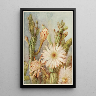 Joseph Kallaus - Cactus.webp