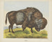 Bison - Joseph Scholz — vy av konstverket