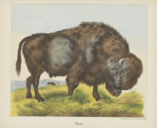 Bison - Joseph Scholz — vy av konstverket