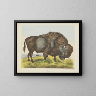 Bison - Joseph Scholz — inramlat konstverk på väggen
